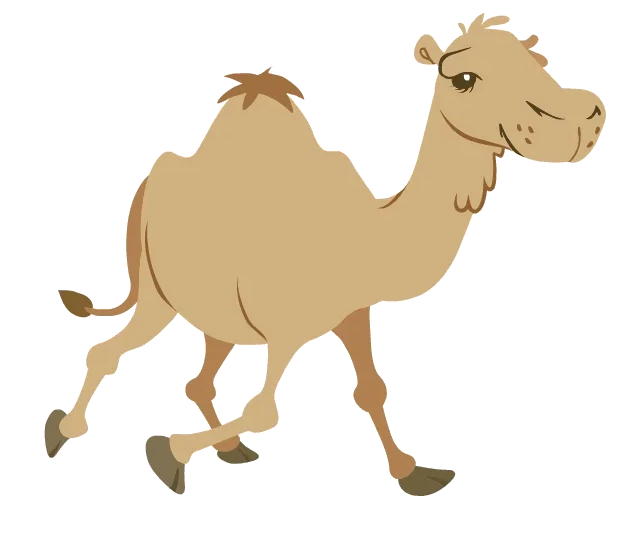 Camel