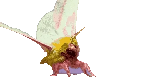 moth